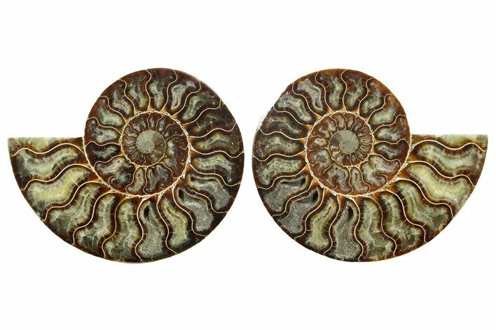 Cut & Polished, Agatized Ammonite Fossil - Madagascar #347560